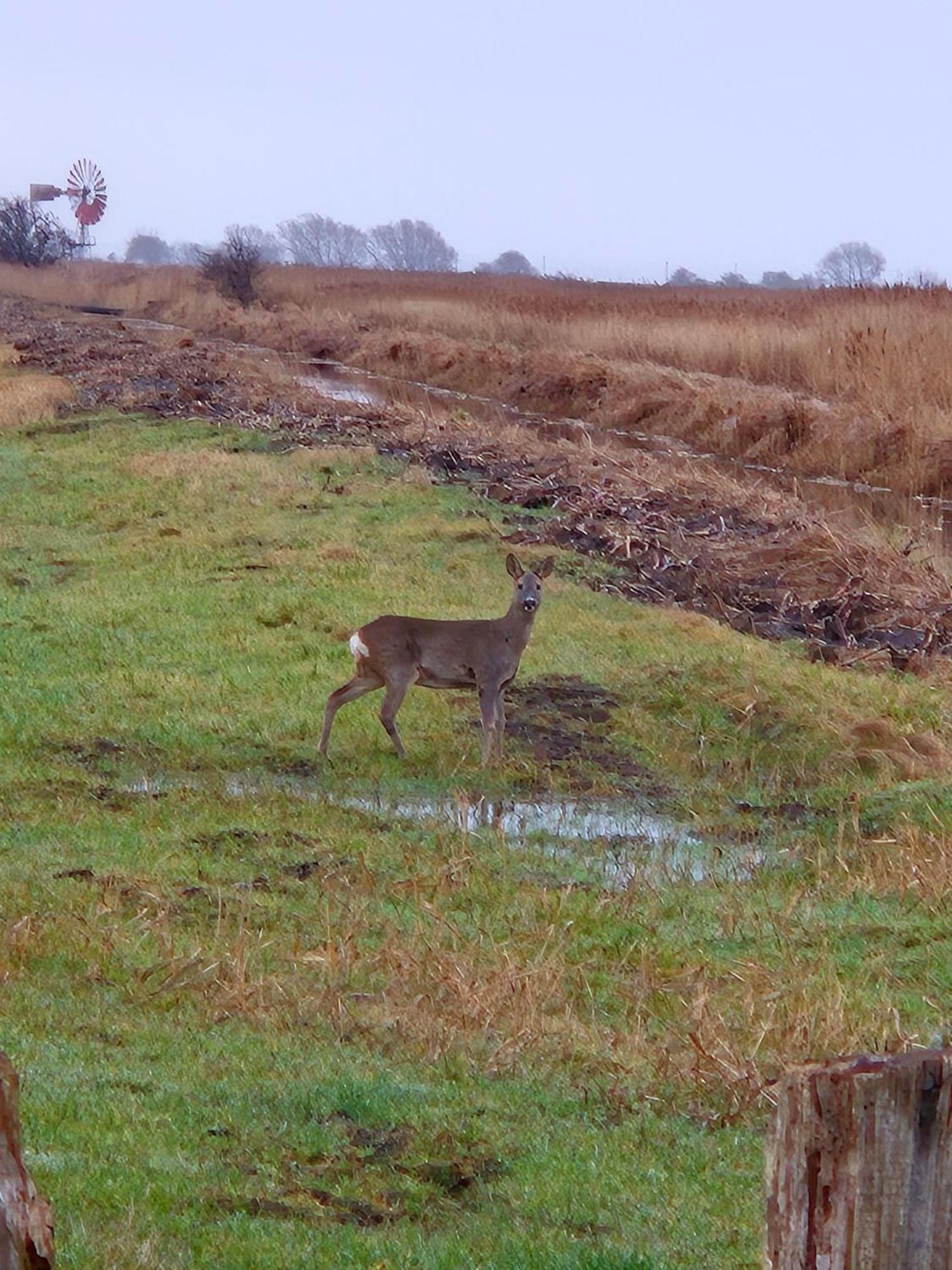 Ferienwohnung-Wildblume Petersdorf auf Fehmarn Zewnętrze zdjęcie